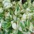 Reynoutria (Fallopia) japonica Variegata, Rosenslide, P9cm