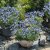 Felicia Forever Blue, stickling 2-pack