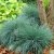 Festuca glauca Elijah Blue, Blåsvingel