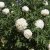 Paeonia rockii-flare Carte Blanche (Jing Yun Guan), Buskpion