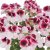 Pelargonium grandiflorum Florella White Eye ®
