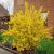 Forsythia x intermedia Lynwood, Hybridforsythia