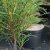 Frangula alnus Ron Williams (Fine Line ®), Brakved, 40-60 C3