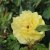 floribunda Friesia ®, Rabattros, C4