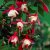 Fuchsia Upprätt, Alice Hoffman