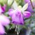 Hängfuchsia, Delta´s Sara