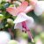 Hängfuchsia, Elma ® 3-pack