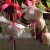 Fuchsia, pluggplanta, Harry Gray