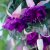 Hängfuchsia, Royal Mosaic 3-pack