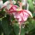 Fuchsia, pluggplanta, South Gate