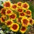 Gaillardia x grandiflora Kobold, Kokardblomster