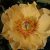 Paeonia itoh hybr. Garden Treasure, Itoh Pion, barrot 3/5 ögon