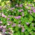 Geranium x cantabrigiense Karmina, Liten Flocknäva, P9cm