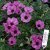 Geranium cinereum Ballerina, Jordnäva, C11,5cm
