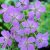 Geranium clarkei Kashmir Blue, Kashmirnäva, P9cm