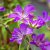 Geranium clarkei Kashmir Purple, Kashmirnäva, P9cm