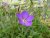 Geranium clarkei Kashmir Purple, Kashmirnäva, P9cm