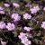 Geranium hybr. Dusky Crûg, Trädgårdsnäva, P9cm
