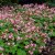 Geranium macrorrhizum Ingwersen´s Var, Flocknäva