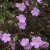 Geranium maculatum Elizabeth Ann ®, Fläcknäva