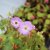 Geranium maculatum Vickie Lynn ®, Fläcknäva