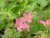 Geranium x oxon. Southcombe Double, Kronnäva/Spansknäva, C13cm
