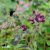 Geranium phaeum Samobor, Brunnäva, C13cm