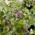 Geranium phaeum Samobor, Brunnäva, C13cm