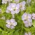 Geranium phaeum Walkure, Brunnäva, P9cm