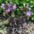 Geranium pratense Midnight Reiter, Ängsnäva, C13cm