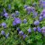 Geranium hybr. Rozanne ® (Gerwart), Trådgårdsnäva, stickling 3-pack