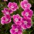 Geranium sanguineum Elke, Blodnäva, P9cm
