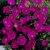 Geranium sanguineum Max Frei, Blodnäva