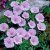 Geranium sanguineum var. striatum, Jungfrunäva