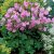 Geranium x cantabrigiense Karmina, Liten Flocknäva