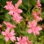 Geranium x oxon. Southcombe Double, Kronnäva/Spansknäva