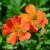 Geum coccineum Aurantiacum (Borisii), Nejlikrot, P9cm