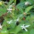 Gillenia trifoliata, Trebladspira, C11,5cm