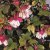 Hängfuchsia, Golden Swingtime 2-pack
