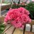 Rosenpelargon Grainger´s Antique Rose, kruka