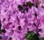 Rhododendron cataw. Grandiflorum, Parkrododendron, 40-50 C5