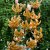 Lilium martagon Guinea Gold, Krollilja, P11cm