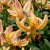 Lilium martagon Guinea Gold, Krollilja, P11cm