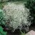 Gypsophila paniculata Bristol Fairy, Brudslöja