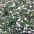 Gypsophila paniculata Bristol Fairy, Brudslöja, P9cm