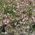 Gypsophila repens Rosea, Hängslöja, P9cm