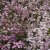 Gypsophila repens Rosea, Hängslöja, P9cm