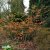 Hamamelis intermedia Jelena, Hybridtrollhassel