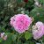 austin Harlow Carr (Aushouse), Engelsk Buskros, C6
