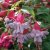 Fuchsia Upprätt, Heidi Anne 2-pack